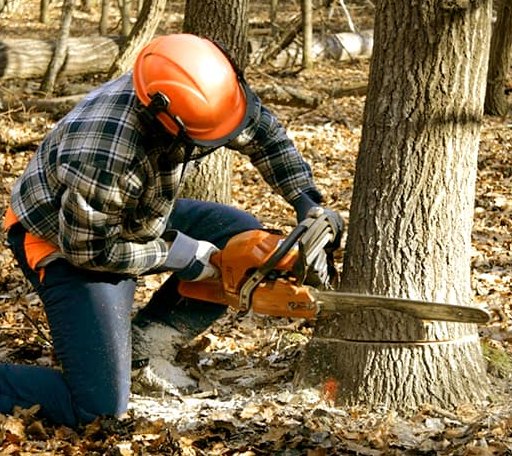 Tree Removal in Bitely, MI